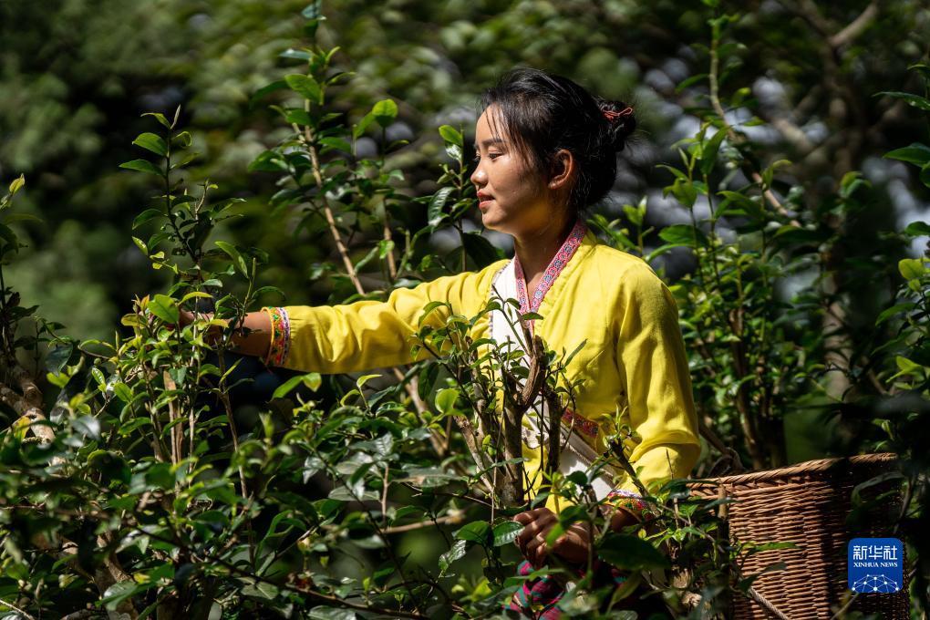 诈金花游戏载